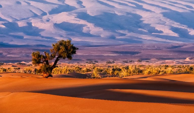El clima extremo impide que la plantas procesen carbono El clima extremo impide que la plantas procesen carbono