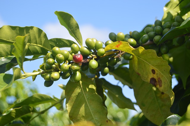 La mayoría de especies de café silvestre están en peligro de extinción