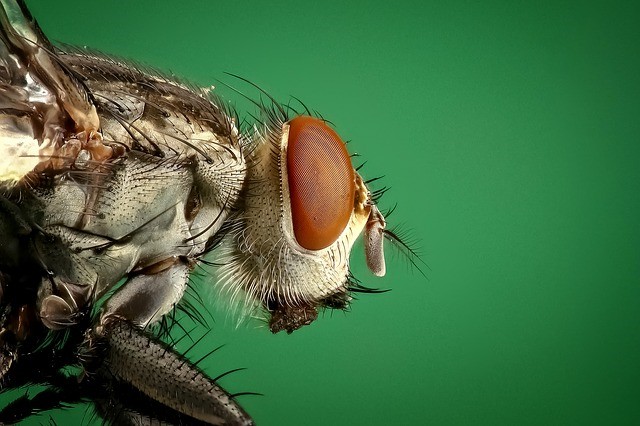 DARPA pretende construir robots con consciencia, utilizando cerebros de insectos