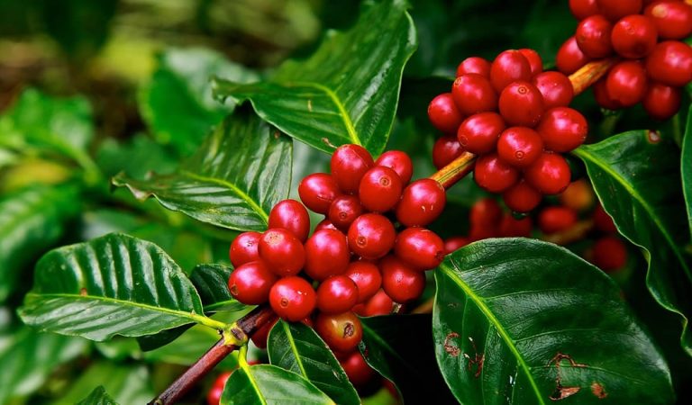 La mayoría de especies de café silvestre están en peligro de extinción La mayoría de especies de café silvestre están en peligro de extinción