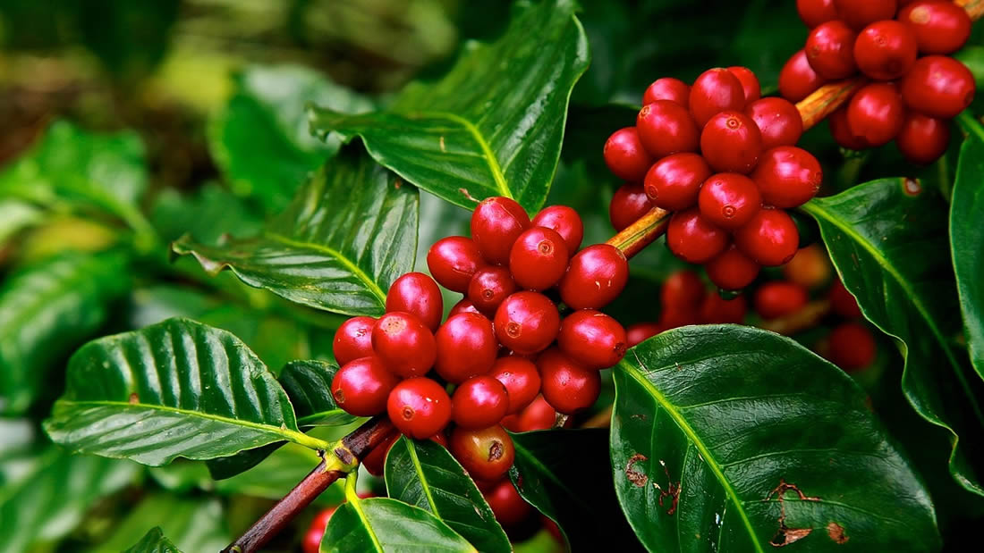 La mayoría de especies de café silvestre están en peligro de extinción