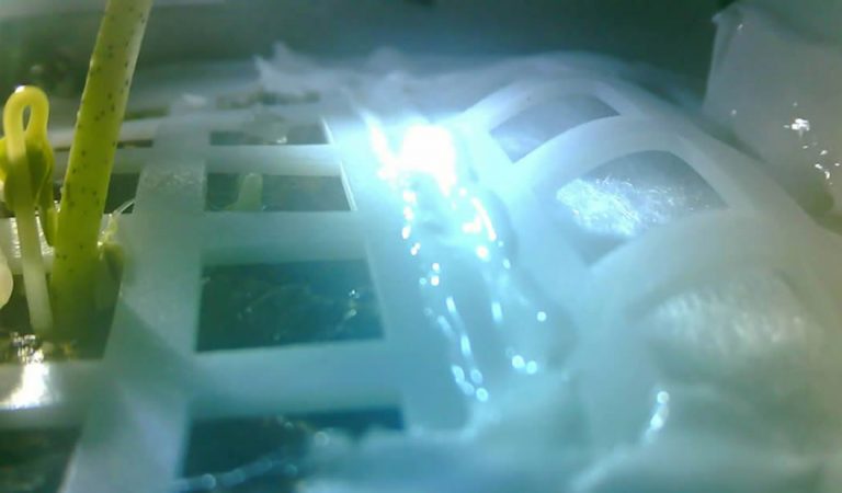 Nace la primera planta en la Luna… ¡China lo logró! Nace la primera planta en la Luna… ¡China lo logró!