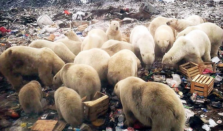52 osos polares invaden una ciudad de Rusia para comer basura y no morir de hambre 52 osos polares invaden una ciudad de Rusia para comer basura y no morir de hambre
