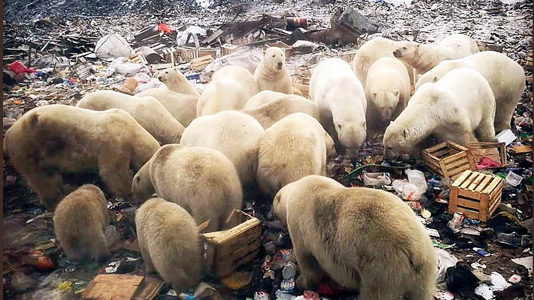 52 osos polares invaden una ciudad de Rusia para comer basura y no morir de hambre