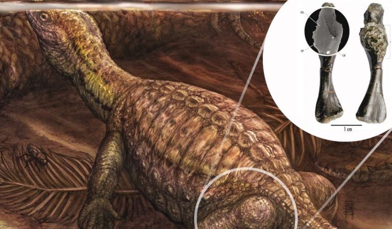 Cáncer de hueso maligno encontrado en una tortuga de 240 millones de años Cáncer de hueso maligno encontrado en una tortuga de 240 millones de años