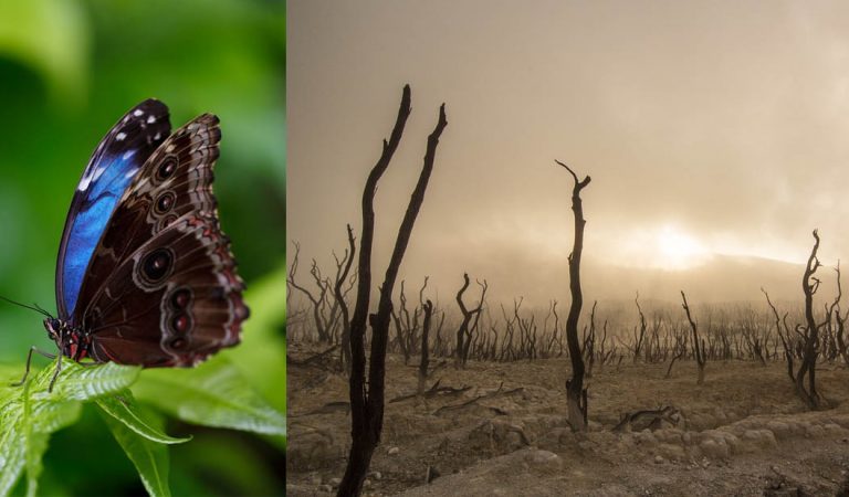 Extinción de insectos: advierten de un colapso ecológico en unas décadas Extinción de insectos: advierten de un colapso ecológico en unas décadas