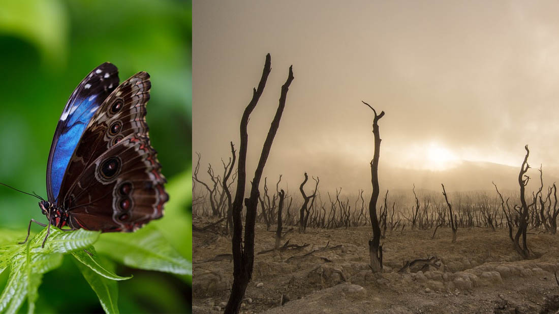 Extinción de insectos: advierten de un colapso ecológico en unas décadas