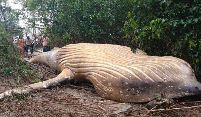 Hallan una ballena jorobada en plena selva amazónica y nadie sabe cómo llegó allí Hallan una ballena jorobada en plena selva amazónica y nadie sabe cómo llegó allí