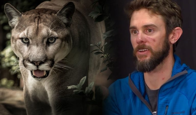 Hombre mata con sus propias manos a puma que lo atacó en Colorado, EE.UU. Hombre mata con sus propias manos a puma que lo atacó en Colorado, EE.UU.