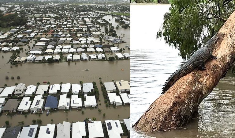 Inundación histórica en Australia ha causado que cocodrilos y serpientes invadan las calles Inundación histórica en Australia ha causado que cocodrilos y serpientes invadan las calles