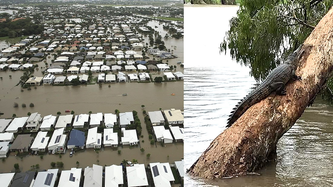 Inundación histórica en Australia ha causado que cocodrilos y serpientes invadan las calles