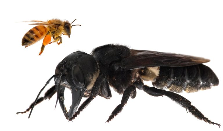 La abeja más grande del mundo y que se creía extinta es hallada en Indonesia La abeja más grande del mundo y que se creía extinta es hallada en Indonesia