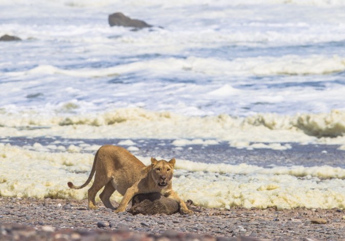 Una leona alimentándose de un lobo marino del cabo