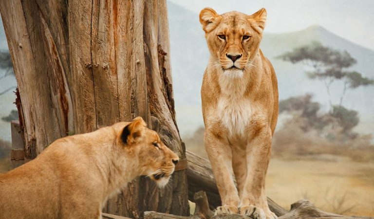 Leones en Namibia han comenzado a cazar y comer criaturas marinas Leones en Namibia han comenzado a cazar y comer criaturas marinas