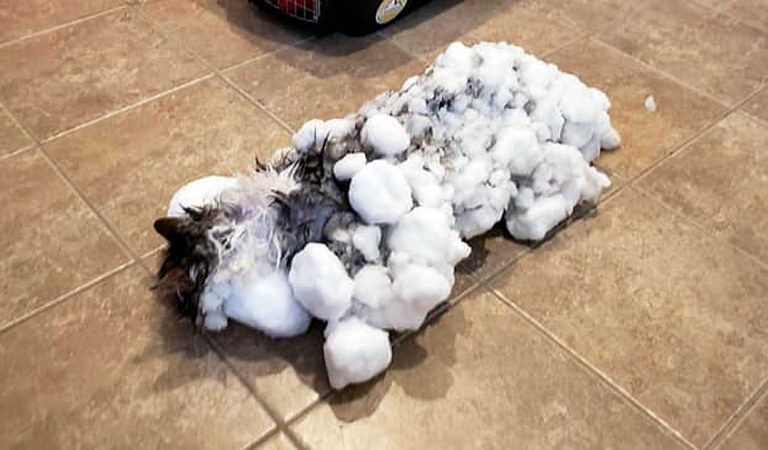 Resucitan a un gato congelado durante el vórtice polar en Montana Resucitan a un gato congelado durante el vórtice polar en Montana