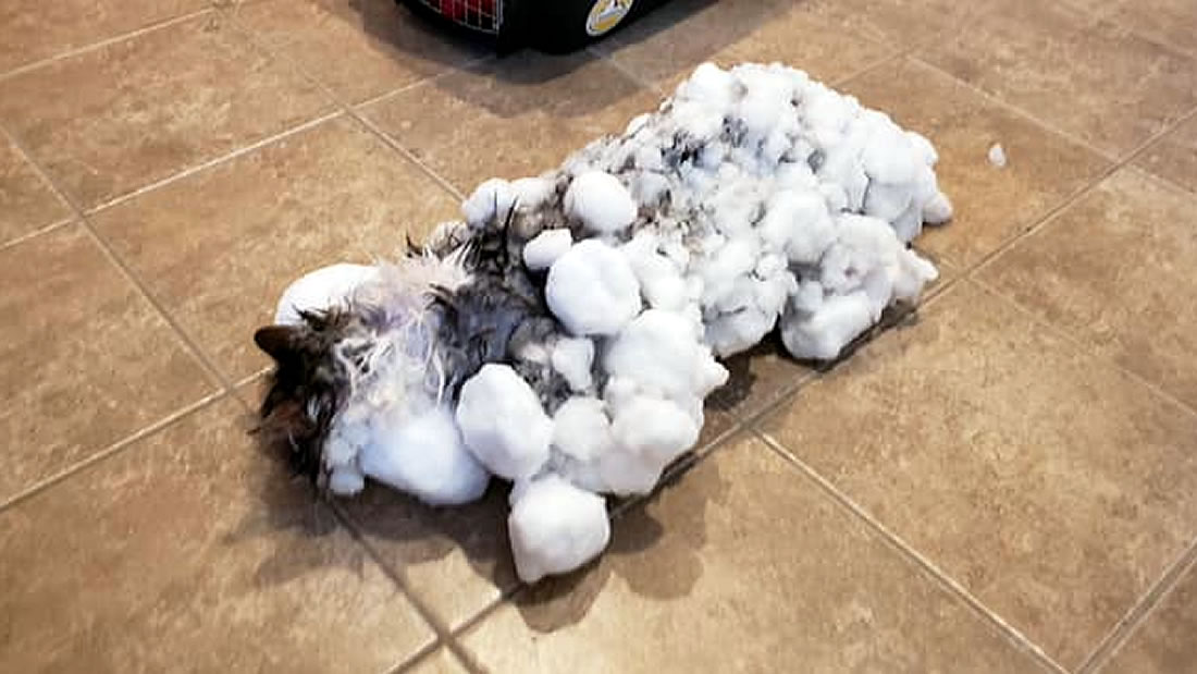 Resucitan a un gato congelado durante el vórtice polar en Montana