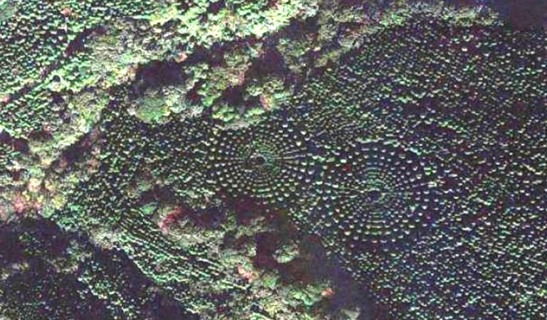 Este misterioso bosque «crop circle» en Japón te dejará estupefacto Este misterioso bosque «crop circle» en Japón te dejará estupefacto