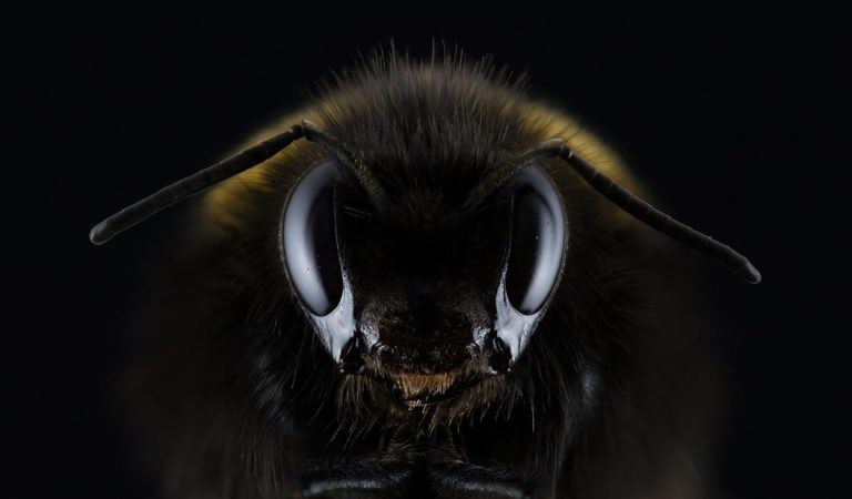 Abejas desaparecen de una cuarta parte de hábitats del Reino Unido Abejas desaparecen de una cuarta parte de hábitats del Reino Unido