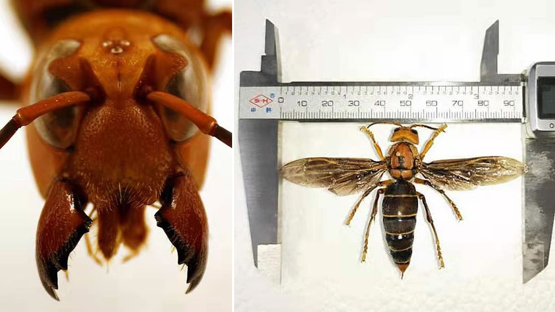 Aparece una nueva especie de avispa «gigante» asesina en Asia y es la más grande del mundo