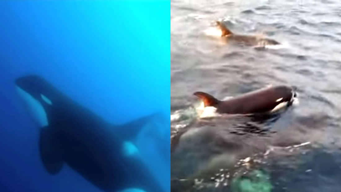 Aparece una nueva especie de ballena asesina al sur de Chile