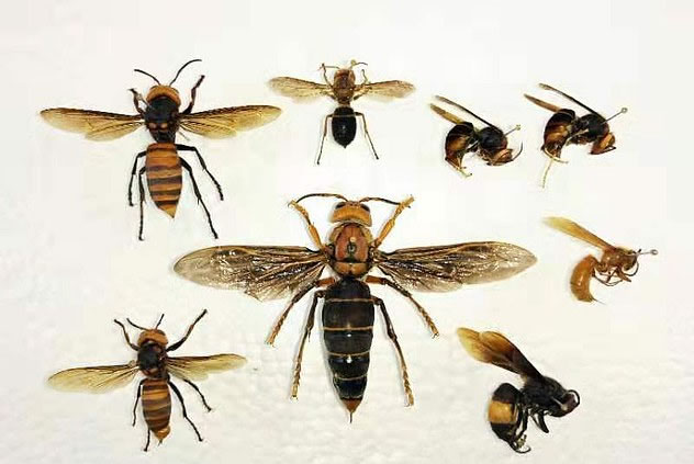 Los avispones asesinos asiáticos crecen hasta 45 mm y tienen una envergadura de tres 75 mm. Son agresivos depredadores de abejas y otros insectos polinizadores