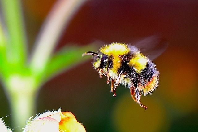 Morgan Freeman convierte su rancho de 50 hecctáreas en un santuario de abejas