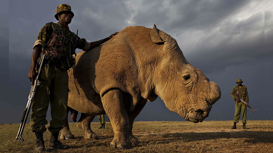Castigarán con pena de muerte a los cazadores furtivos en Kenia