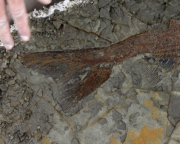 Un fósil de pez de 66 millones de años de antigüedad, parcialmente expuesto y perfectamente conservado, descubierto por DePalma y sus colegas