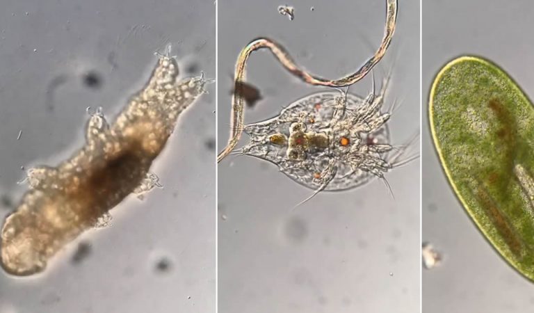 Científico revela el mundo microbiano a través de su microscopio: tardígrados, ciliados y gusanos planos Científico revela el mundo microbiano a través de su microscopio: tardígrados, ciliados y gusanos planos