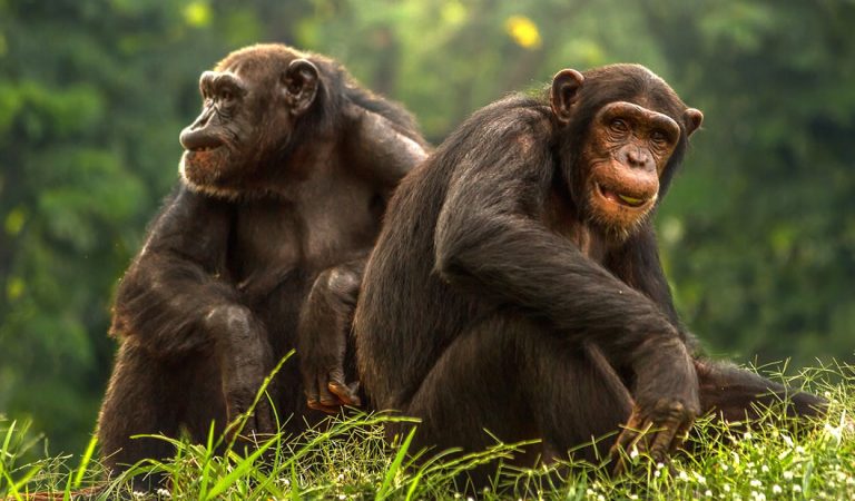 Científicos descubren una «civilización» avanzada de chimpancés Científicos descubren una «civilización» avanzada de chimpancés