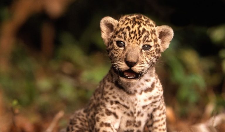 El primer jaguar concebido con inseminación artificial ha nacido El primer jaguar concebido con inseminación artificial ha nacido