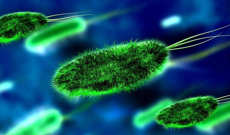 Hallan bacterias en Yellowstone que comen contaminantes y emiten electricidad Hallan bacterias en Yellowstone que comen contaminantes y emiten electricidad
