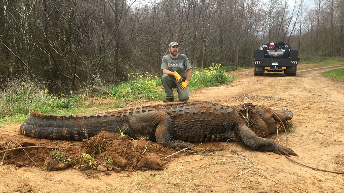 Hallan un cocodrilo gigante de más de 300 kilogramos y 4 metros de largo en Georgia, EE.UU.