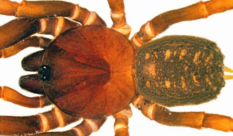 Hallan una nueva especie de araña en Colombia y la denominan en honor a Star Wars Hallan una nueva especie de araña en Colombia y la denominan en honor a Star Wars