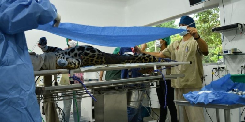 El primer jaguar concebido con inseminación artificial ha nacido