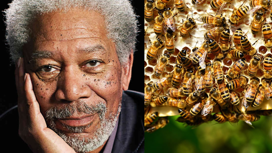 Morgan Freeman convierte su rancho de 50 hectáreas en un santuario de abejas