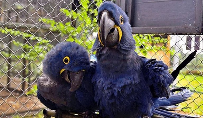 Nace un guacamayo azul y salva a su especie considerada extinta en la naturaleza Nace un guacamayo azul y salva a su especie considerada extinta en la naturaleza
