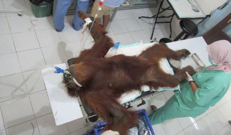 Orangután es rescatada ciega y con 74 proyectiles en el cuerpo en una plantación de aceite de palma Orangután es rescatada ciega y con 74 proyectiles en el cuerpo en una plantación de aceite de palma