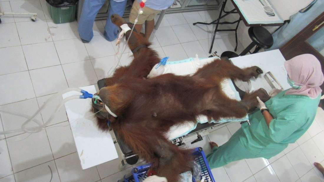 Orangután es rescatada ciega y con 74 proyectiles en el cuerpo en una plantación de aceite de palma