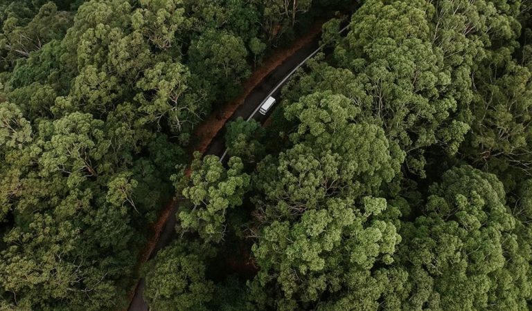 Plantar mil millones de árboles: el plan de Australia para luchar contra el cambio climático Plantar mil millones de árboles: el plan de Australia para luchar contra el cambio climático
