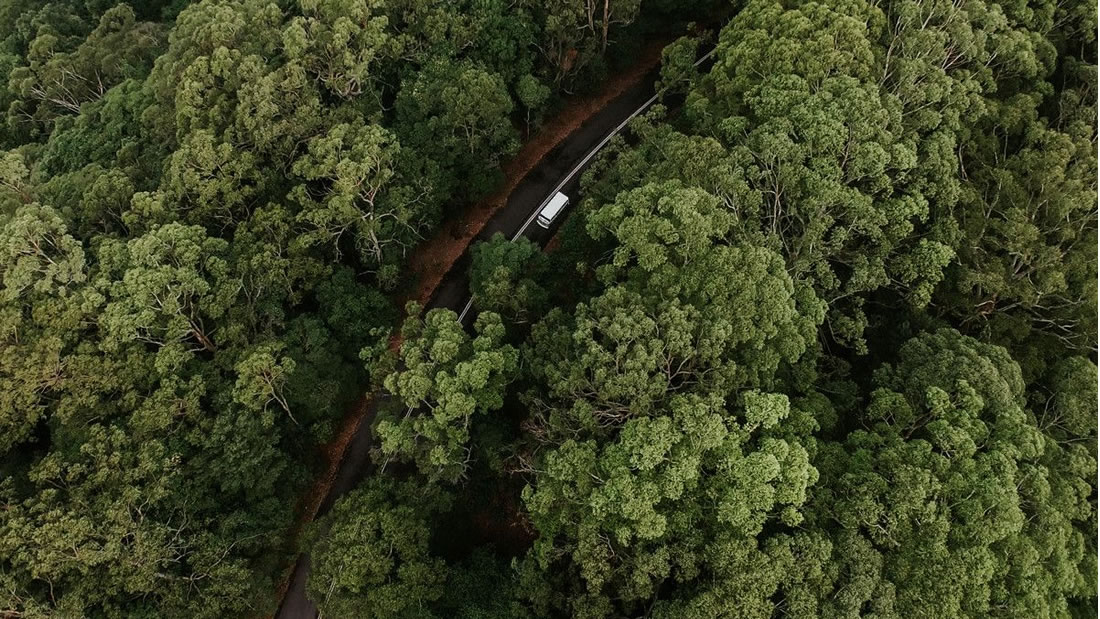 Plantar mil millones de árboles: el plan de Australia para luchar contra el cambio climático
