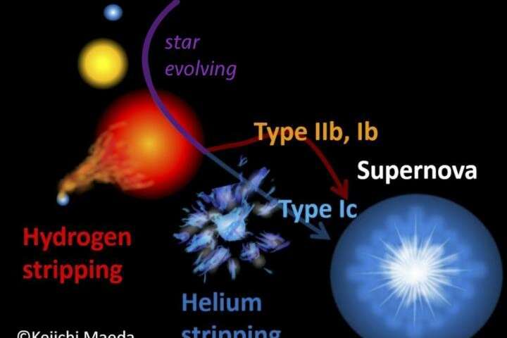 Una estrella masiva evolucionando y convirtiéndose en una supergigante roja, y finalmente explotando como una supernova. Un compañero binario puede quitar el hidrógeno de la estrella (produciendo una supernova tipo IIb / Ib), y para una estrella más masiva, el viento estelar expulsa la capa de helio restante (produciendo una supernova tipo Ic)