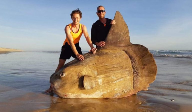 Un pez gigantesco queda varado en una playa de Australia Un pez gigantesco queda varado en una playa de Australia