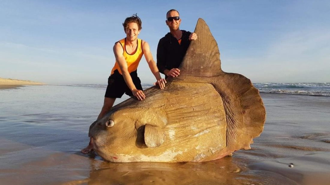 Un pez gigantesco queda varado en una playa de Australia