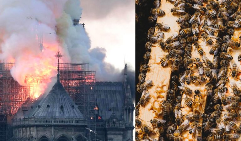 Abejas que vivían en las azoteas de Notre Dame sobreviven al incendio Abejas que vivían en las azoteas de Notre Dame sobreviven al incendio