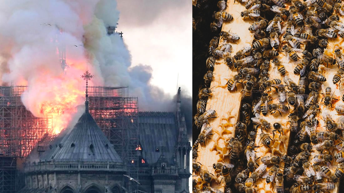 Abejas que vivían en las azoteas de Notre Dame sobreviven al incendio