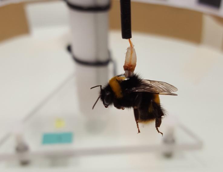Una abeja se une al brazo de un molino de vuelo mediante un imán. Luego, las abejas volaron en círculos y los investigadores pudieron medir con precisión la distancia y la rapidez con que volaron