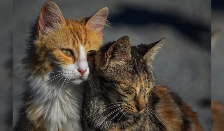 Australia está exterminando gatos salvajes y planean eliminar dos millones de felinos Australia está exterminando gatos salvajes y planean eliminar dos millones de felinos