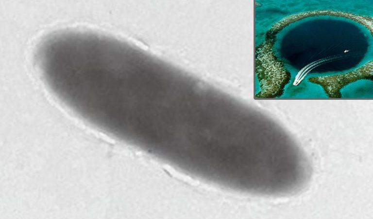 Bacterias que comen petróleo son descubiertas en la Fosa de las Marianas Bacterias que comen petróleo son descubiertas en la Fosa de las Marianas