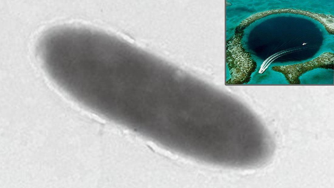 Bacterias que comen petróleo son descubiertas en la Fosa de las Marianas